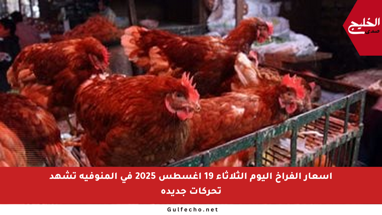 أسعار الفراخ اليوم الثلاثاء 19 أغسطس 2025 في المنوفية تشهد تحركات جديدة
